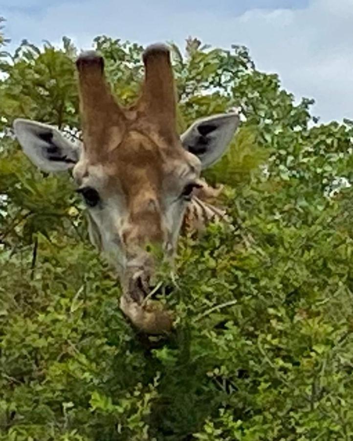 Overnight Stop Before Kruger National Park Phalaborwa Εξωτερικό φωτογραφία
